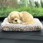 Plush Cat and Dog Dashboard Ornament, Cute Car Interior Decoration, Gift Idea